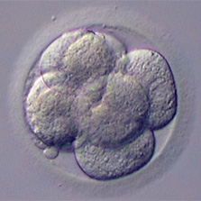 Source: http://www.embryology.ch