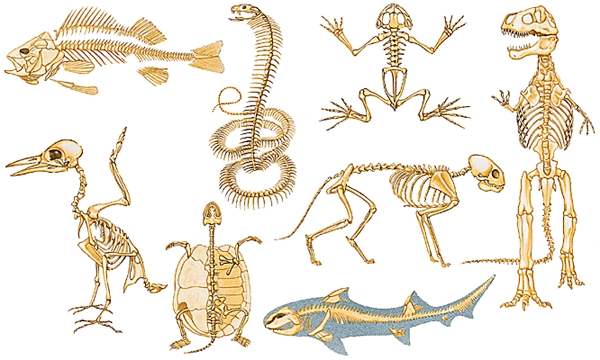 Squelettes d'animaux